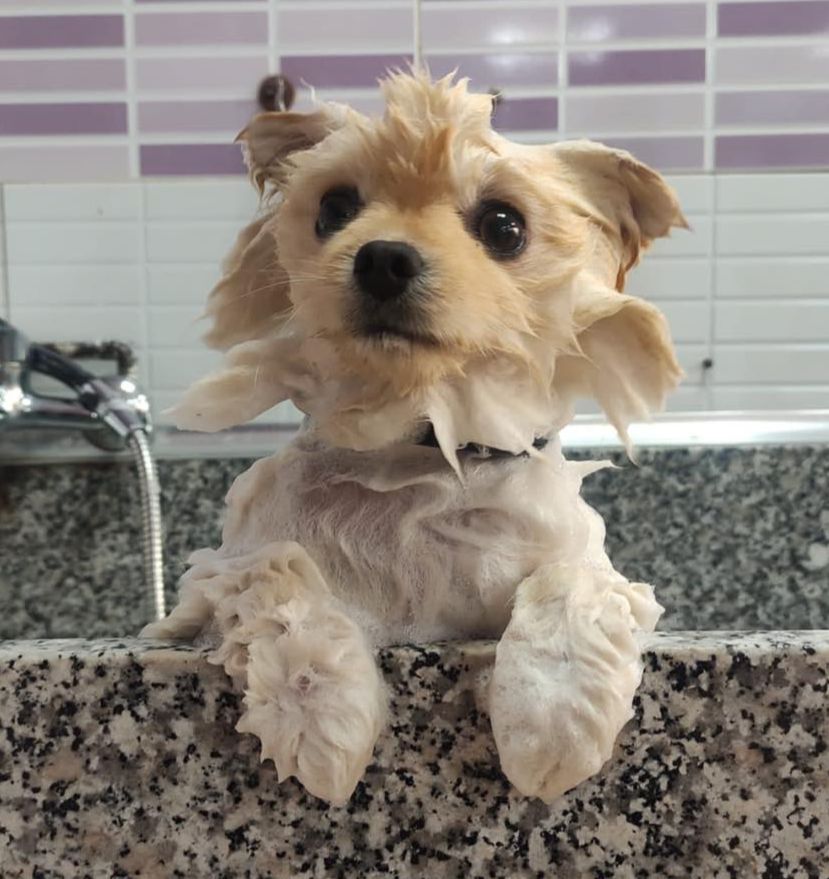 peluqueria canina profesional valencia