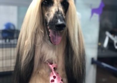peluqueria perro raza
